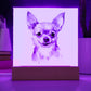 Chihuahua (Watercolor) 04 - Square Acrylic Plaque