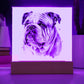 Bulldog (Watercolor) 04 - Square Acrylic Plaque